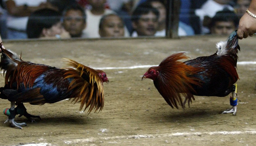 cockfighting-usun123
